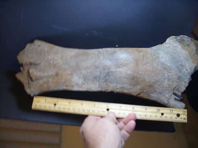 Brachylophosaurus Dinosaur Pubis Bone Partial (012925g)