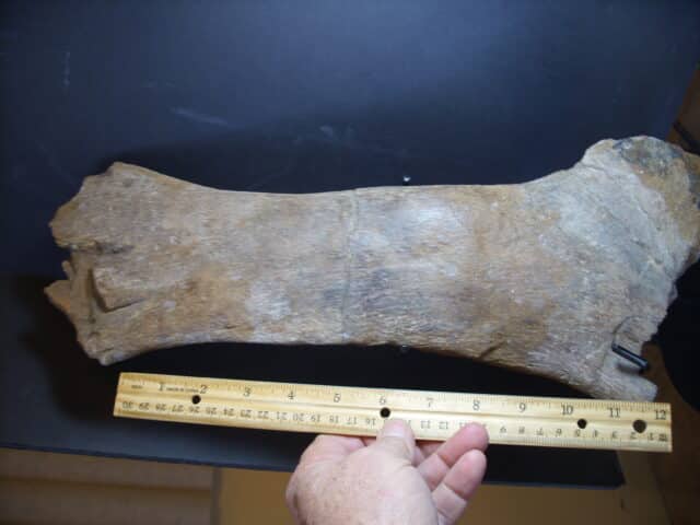 Brachylophosaurus Dinosaur Pubis Bone Partial (012925g) - Image 2