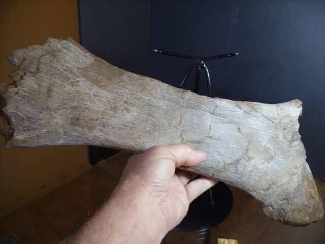 Brachylophosaurus Dinosaur Pubis Bone Partial (012925g) - Image 3