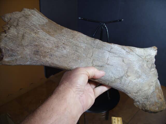 Brachylophosaurus Dinosaur Pubis Bone Partial (012925g) - Image 4
