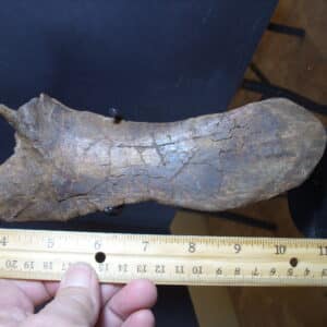 Brachylophosaurus Dinosaur Pubis Bone (012925f)
