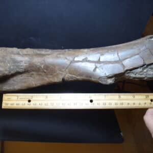 Edmontosaur Dinosaur bone (012925j)