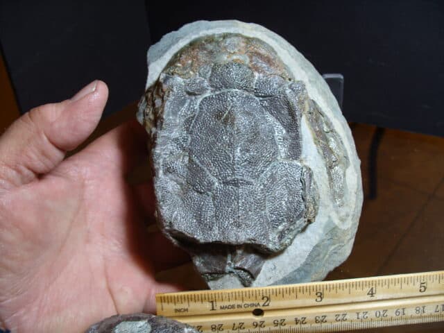 Bothriolepis (Armored Fish)(013025c)