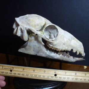 Poebrotherium wilsoni Skull (013025h)