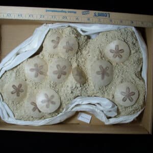 Fossilized Echinoids (Sand-dollars) (012925b)