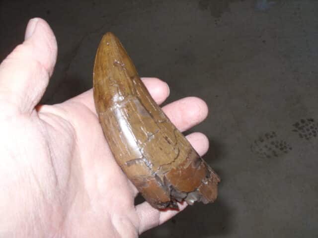 "Premium" T-rex Dinosaur Tooth (013025d) - Image 10