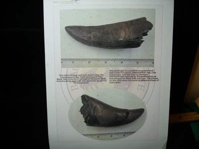 Premium T-rex Dinosaur Tooth