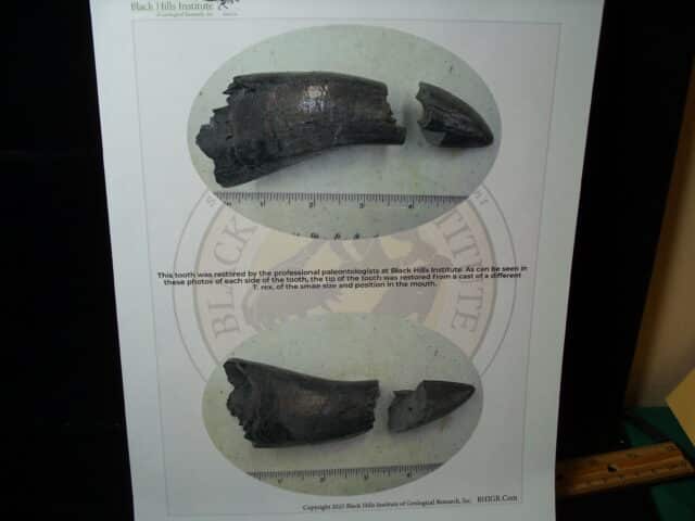 Premium T-rex Dinosaur Tooth