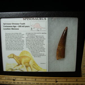 Authentic Spinosaurus Dinosaur Tooth (042025b)