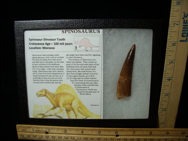 Authentic Spinosaurus Dinosaur Tooth (042025b)