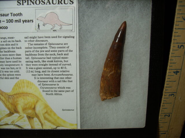 Authentic Spinosaurus Dinosaur Tooth (042025b) - Image 2