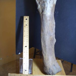 Edmontosaur (Duckbill Dinosaur) femur (013125b)