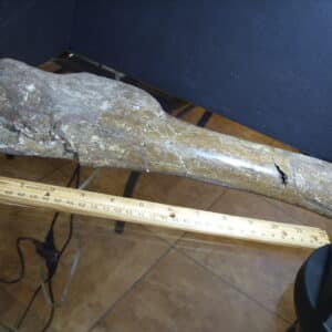 Edmontosaur (Duckbill Dinosaur)  (013125c)
