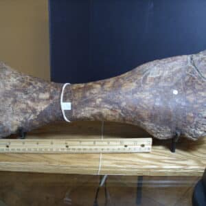 Triceratops horridus (013125d)
