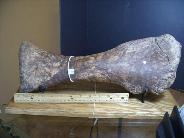 Triceratops horridus (013125d) - Image 2