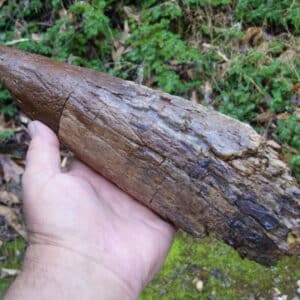 Triceratops Brow Horn (010725a))