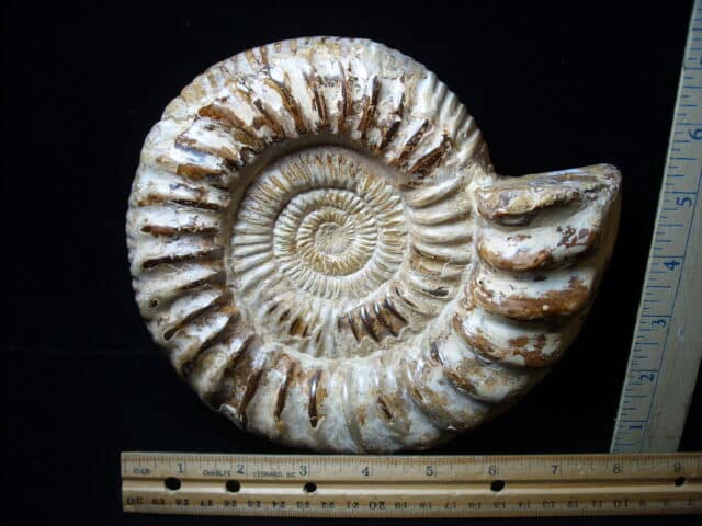 Large Natural Ammonite (020825a)