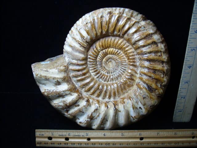 Large Natural Ammonite (020825a) - Image 2