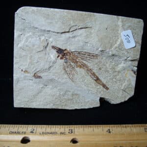 Fossilized Fish - Exocoetoides (020825b)