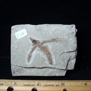 Fossilized Fish - Exocoetoides (020825c)