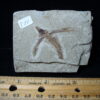 Fossilized Fish - Exocoetoides (020825c) - Image 2