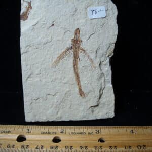 Fossilized Fish - Exocoetoides (020825d)