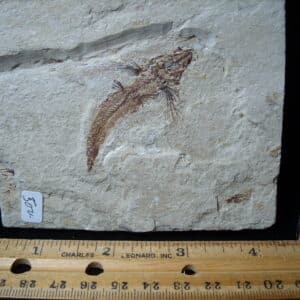 Fossilized Fish - Exocoetoides (020825e)