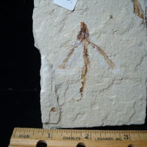 Fossilized Fish - Exocoetoides (020825f)