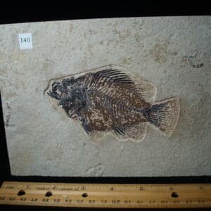 Priscacara  Fossil Fish  (020825c)