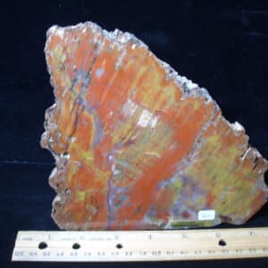Arizona Petrified Wood (020825g)