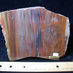 Arizona Petrified Wood (020825j)