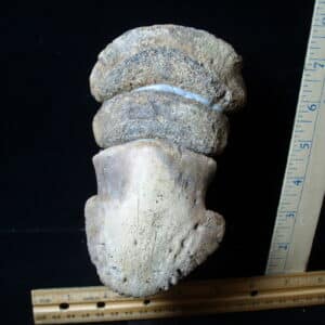 Hadrosaur “Duckbill Dinosaur” Toe (020825n)