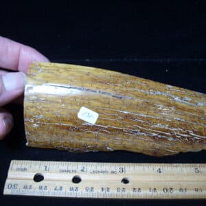 Mammoth Tusk Partial Specimen(021025c)