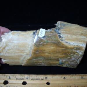 Mammoth Tusk Partial Specimen(021025d)