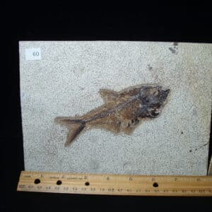 Diplomystus Fossil Fish  (021125b)