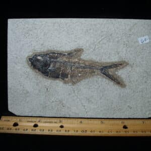 Diplomystus Fossil Fish  (021125d)