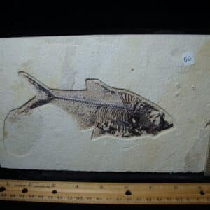 Diplomystus Fossil Fish  (021125e)
