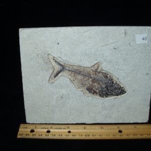 Diplomystus Fossil Fish  (021125h)