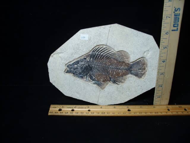 Priscacara  Fossil Fish  (021025f)