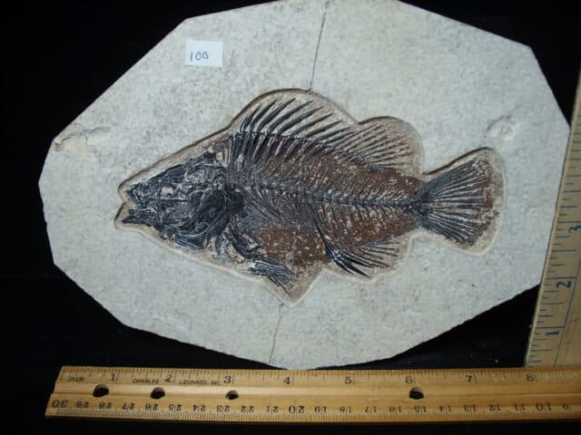 Priscacara  Fossil Fish  (021025f) - Image 2
