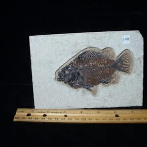 Priscacara  Fossil Fish  (021025e)