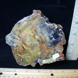 Arizona Petrified Wood (021025j)