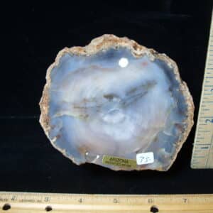 Arizona Petrified Wood (021025k)
