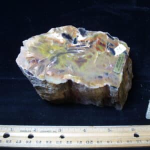 Arizona Petrified Wood (021025m)