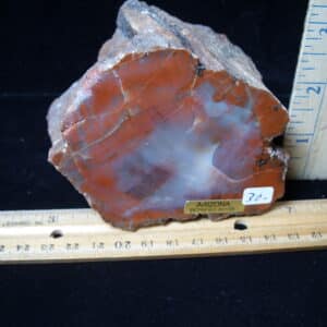 Arizona Petrified Wood (021025n)