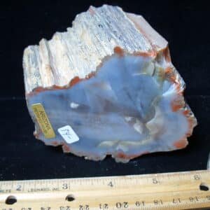 Arizona Petrified Wood (021025h)
