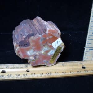Arizona Petrified Wood (021125j)