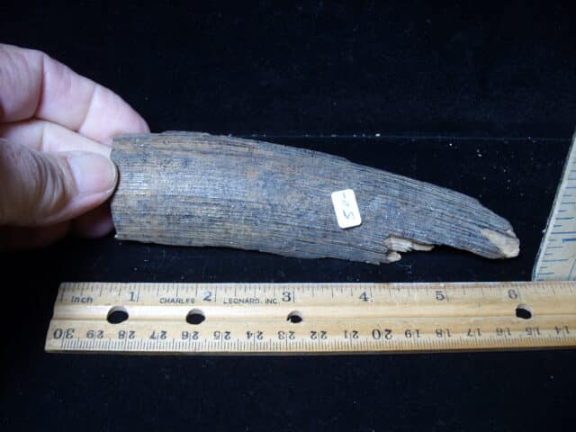 Mammoth Tusk Partial Specimen(021225a)