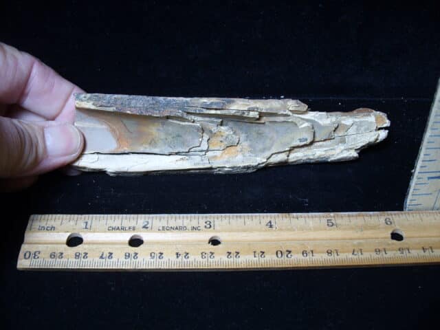 Mammoth Tusk Partial Specimen(021225a) - Image 3