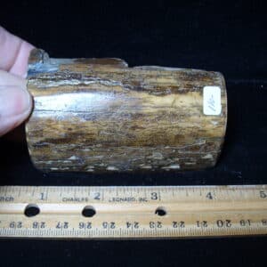 Mammoth Tusk Partial Specimen(021225b)